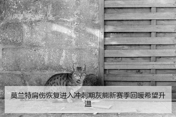 莫兰特肩伤恢复进入冲刺期灰熊新赛季回暖希望升温