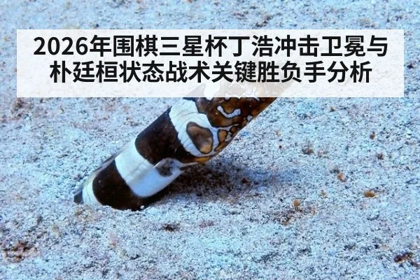 2026年围棋三星杯丁浩冲击卫冕与朴廷桓状态战术关键胜负手分析